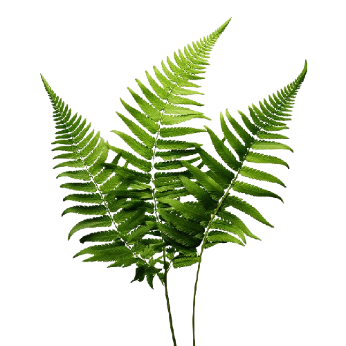 Plante Fern Entretien espace verts à Trèbes